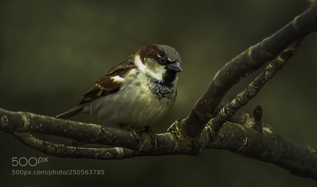 Nikon D7100 sample photo. Sparrow  photography