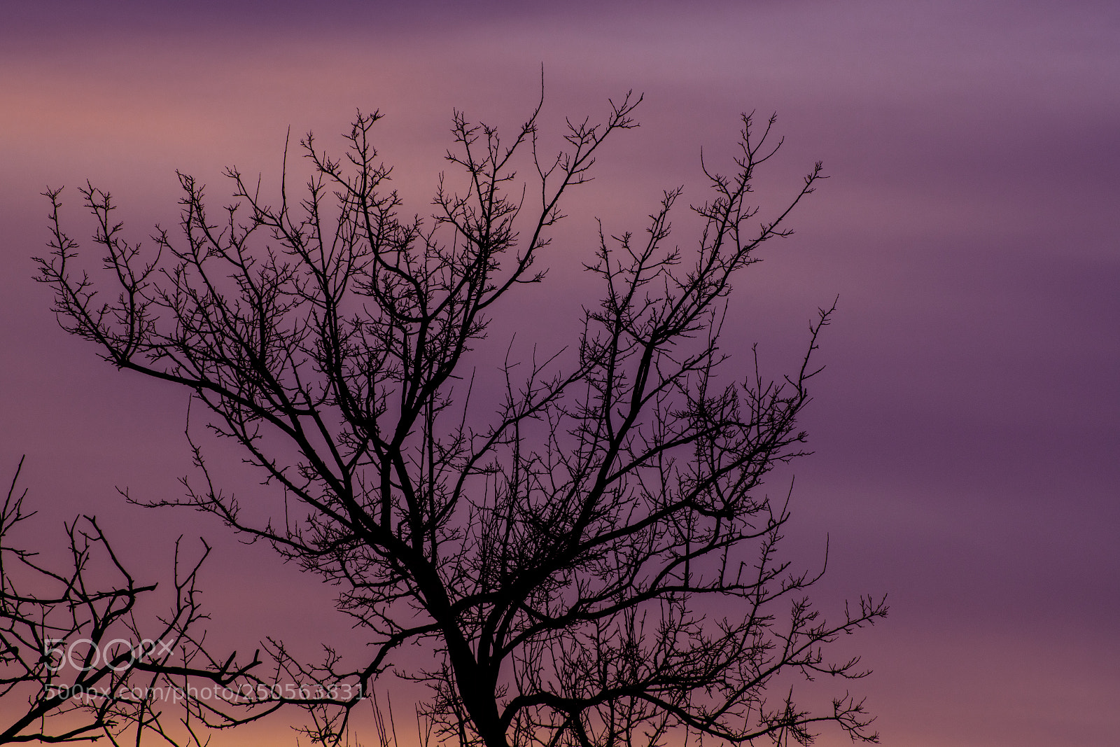 Nikon D850 sample photo. Winter tree photography