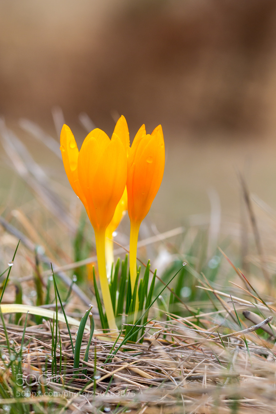 Canon EOS 70D sample photo. Dutch yellow crocus photography
