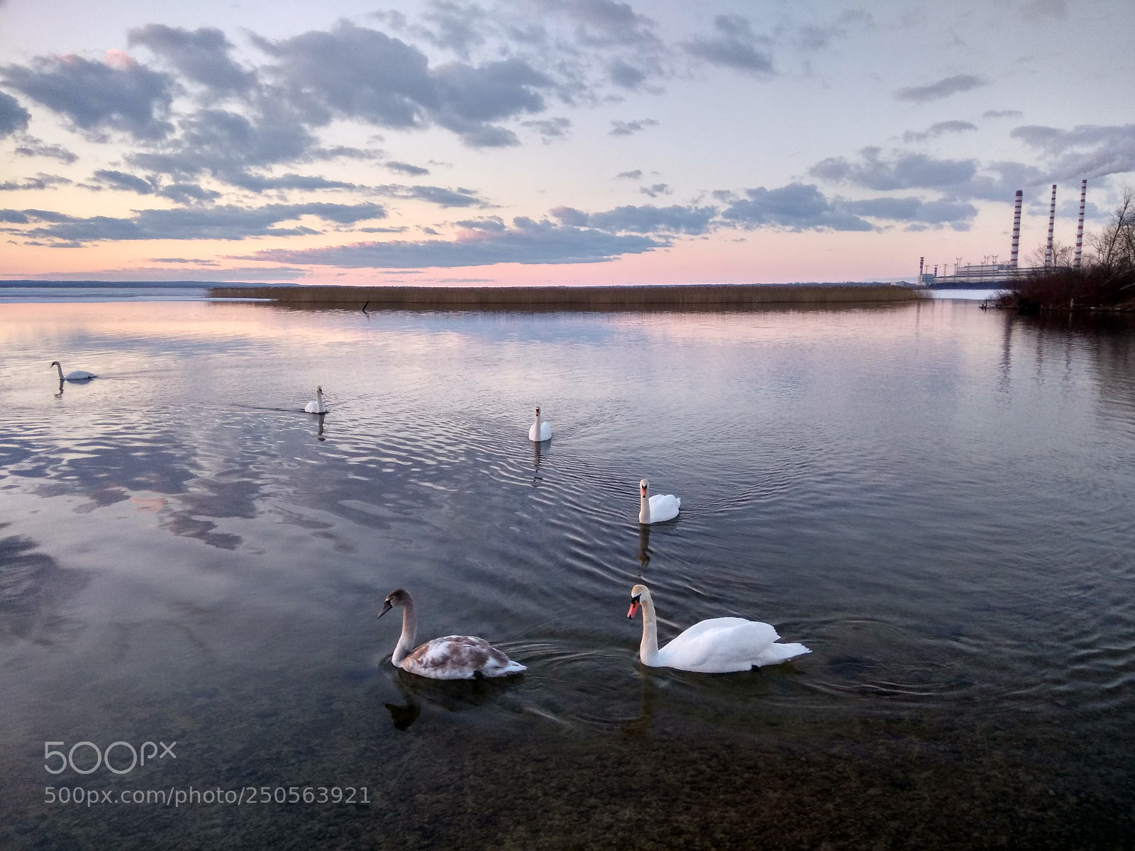 Xiaomi Redmi Note 4 sample photo. Swans at sunset photography