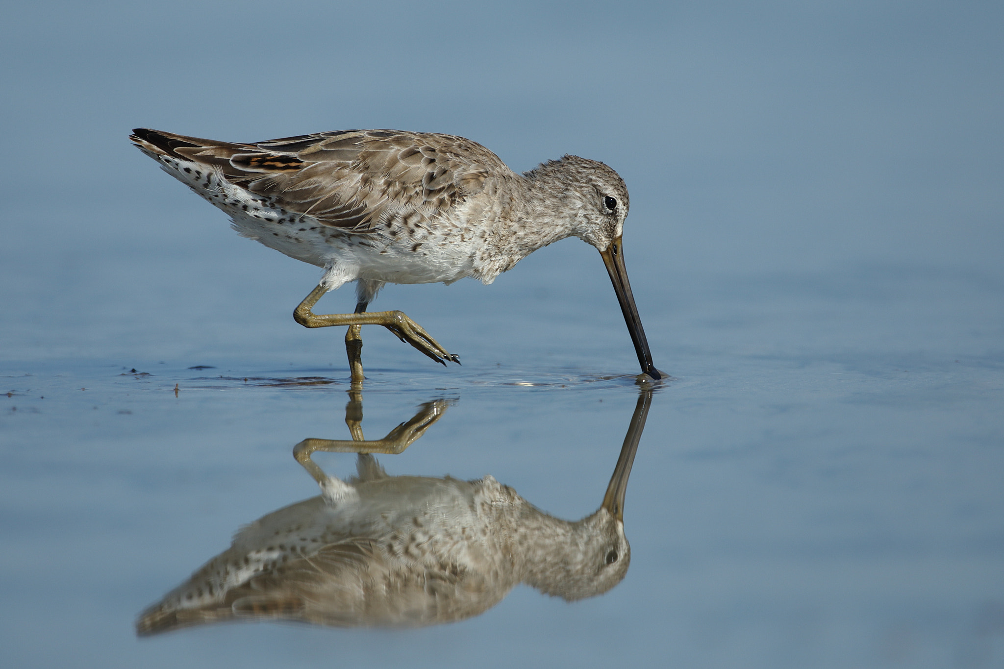 Canon EOS 5D Mark IV sample photo. Long-billed dowitcher (limnodromus scolopaceus) photography