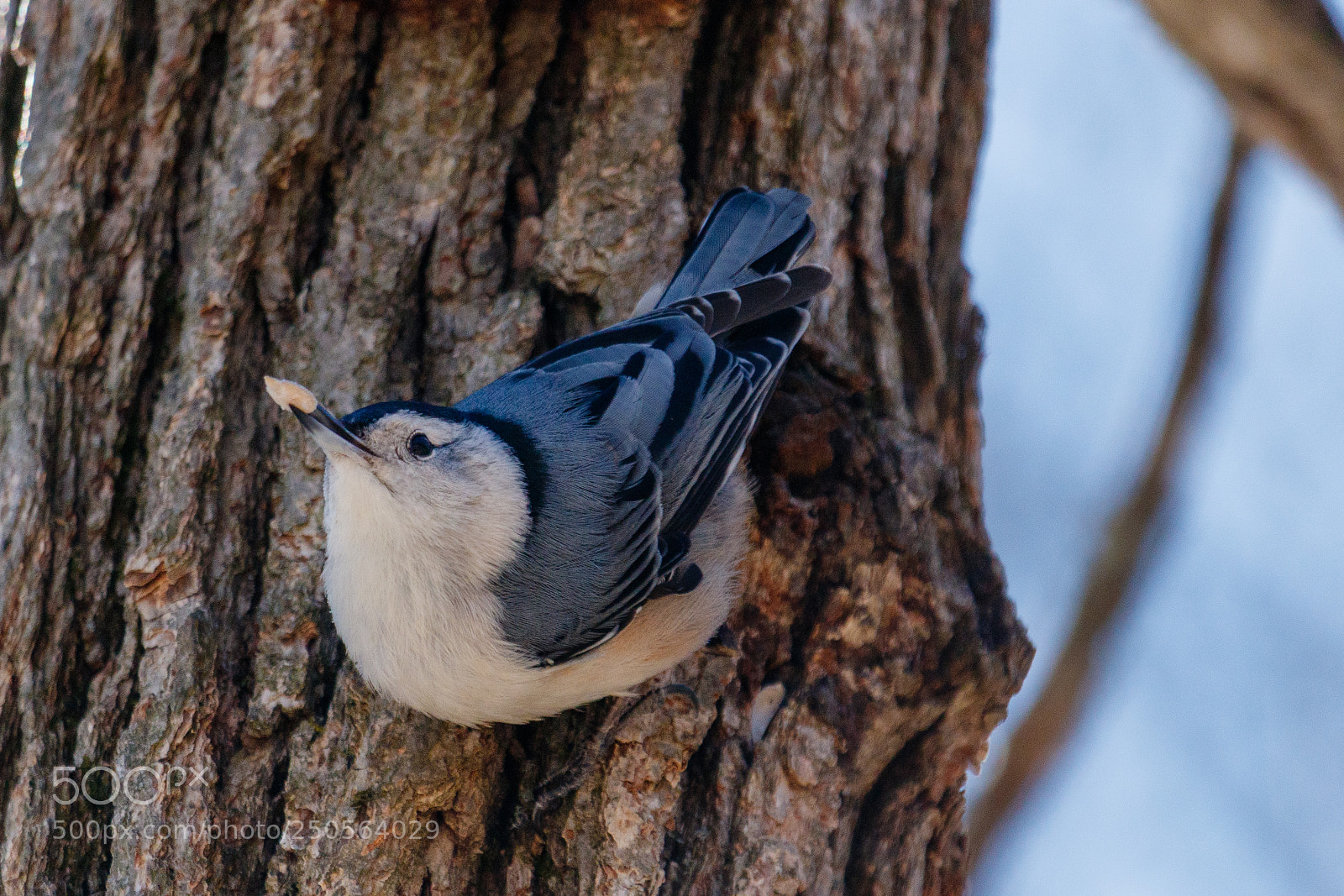Canon EOS 80D sample photo. White-breasted nuthatch photography