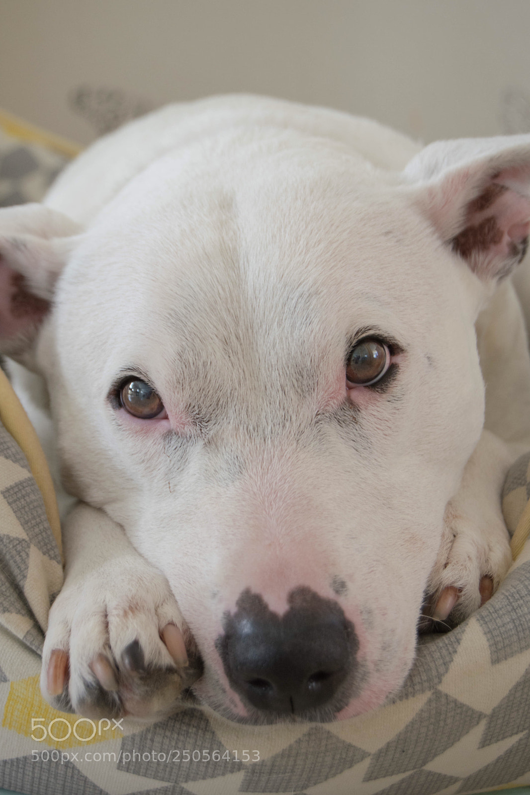 Nikon D3300 sample photo. Puppy dog eyes photography