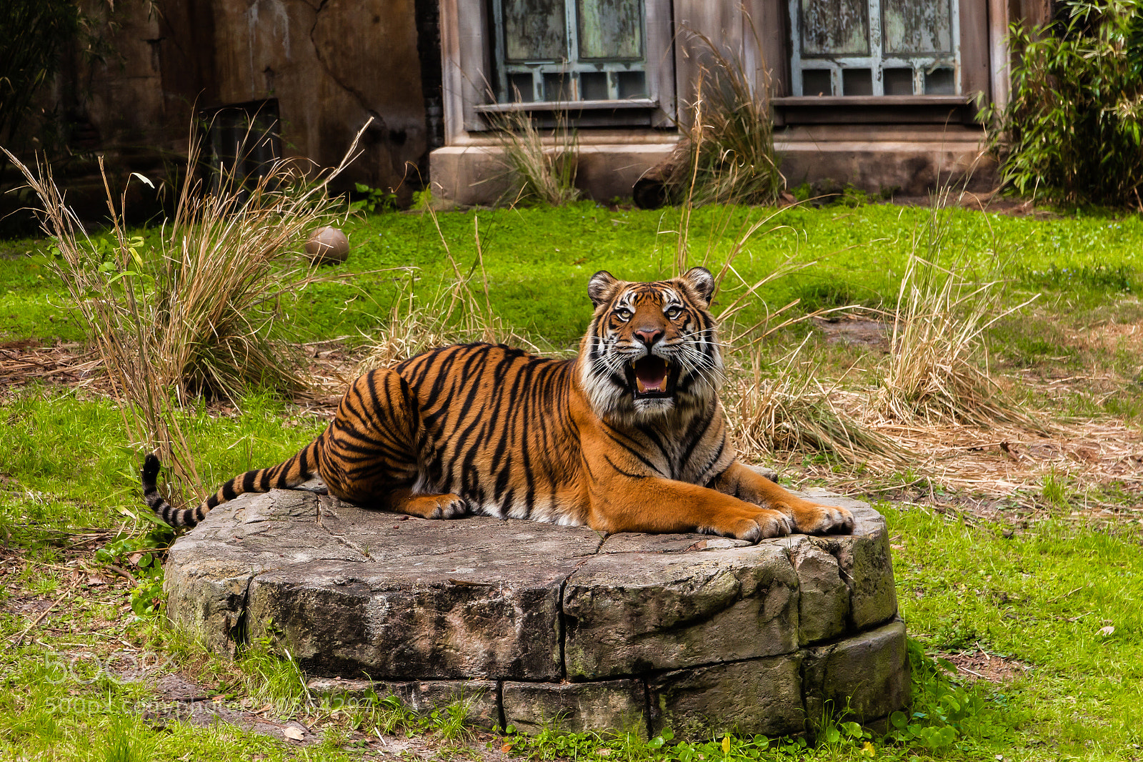 Canon EOS 650D (EOS Rebel T4i / EOS Kiss X6i) sample photo. Tiger photography