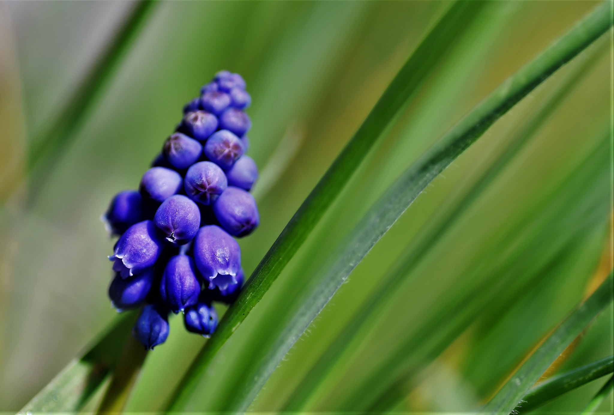 Nikon D500 sample photo. Petite fleur photography