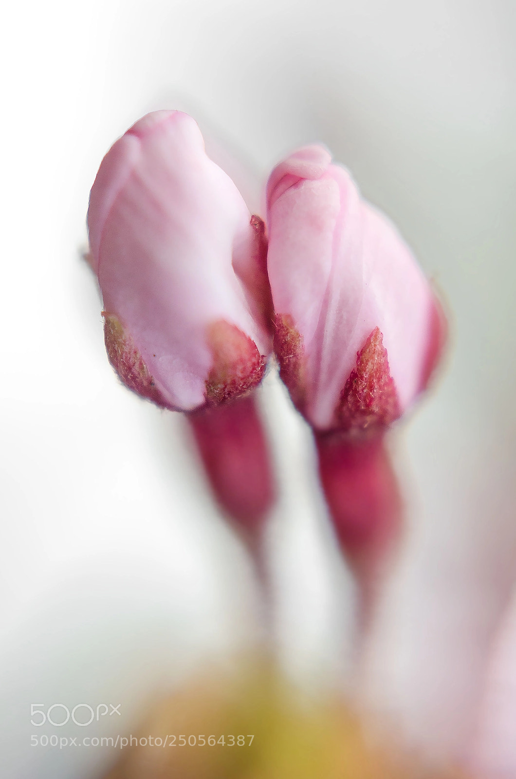Nikon D7000 sample photo. Fleurir en duo photography