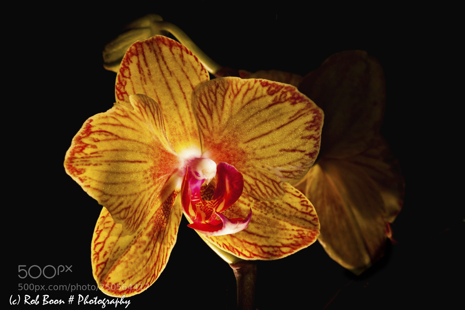 Canon EOS 5D Mark II sample photo. Orchid 7 photography