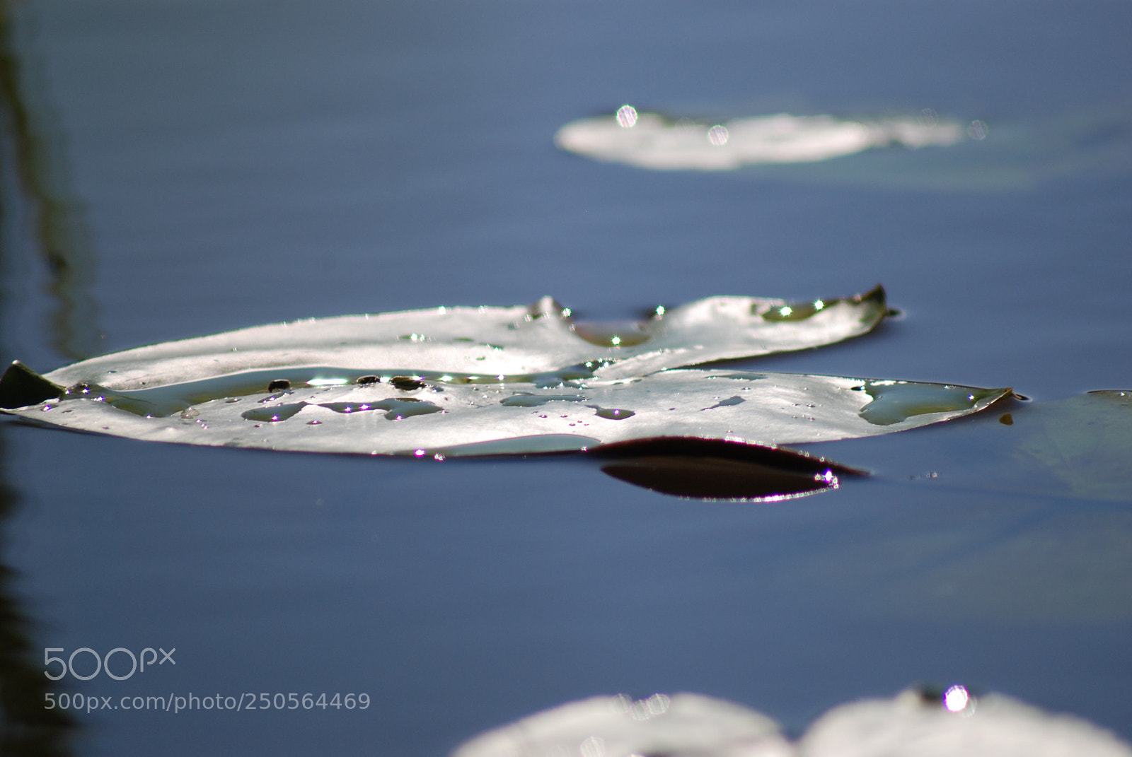 Nikon D80 sample photo. On the water photography