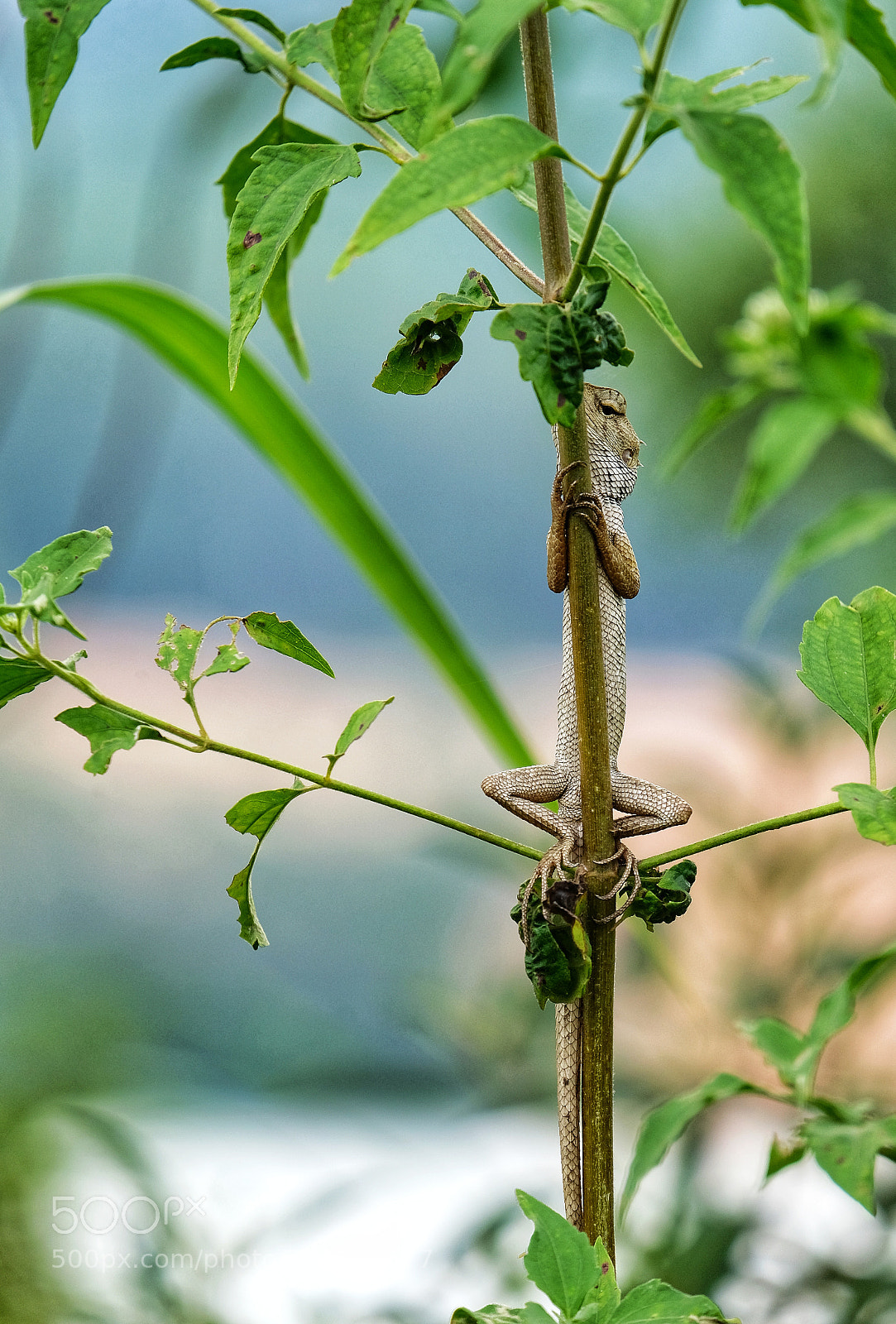 Fujifilm X-T20 sample photo. Lizard photography