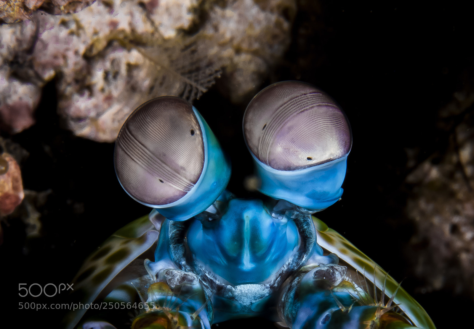 Canon EOS 5D Mark IV sample photo. Manti`s shrimp eyes photography