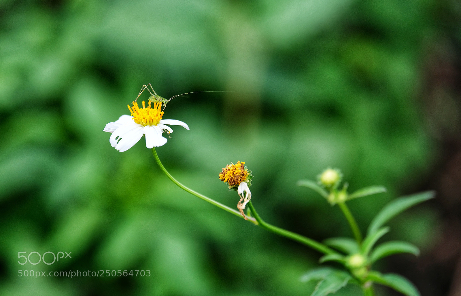 Fujifilm X-T20 sample photo. Grasshopper photography