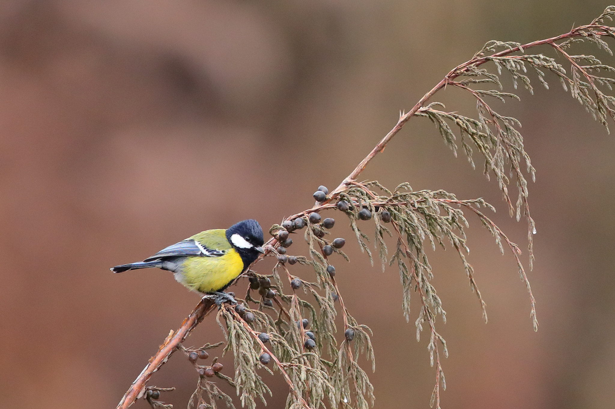 Canon EOS 5D Mark IV sample photo. Green backed tit photography