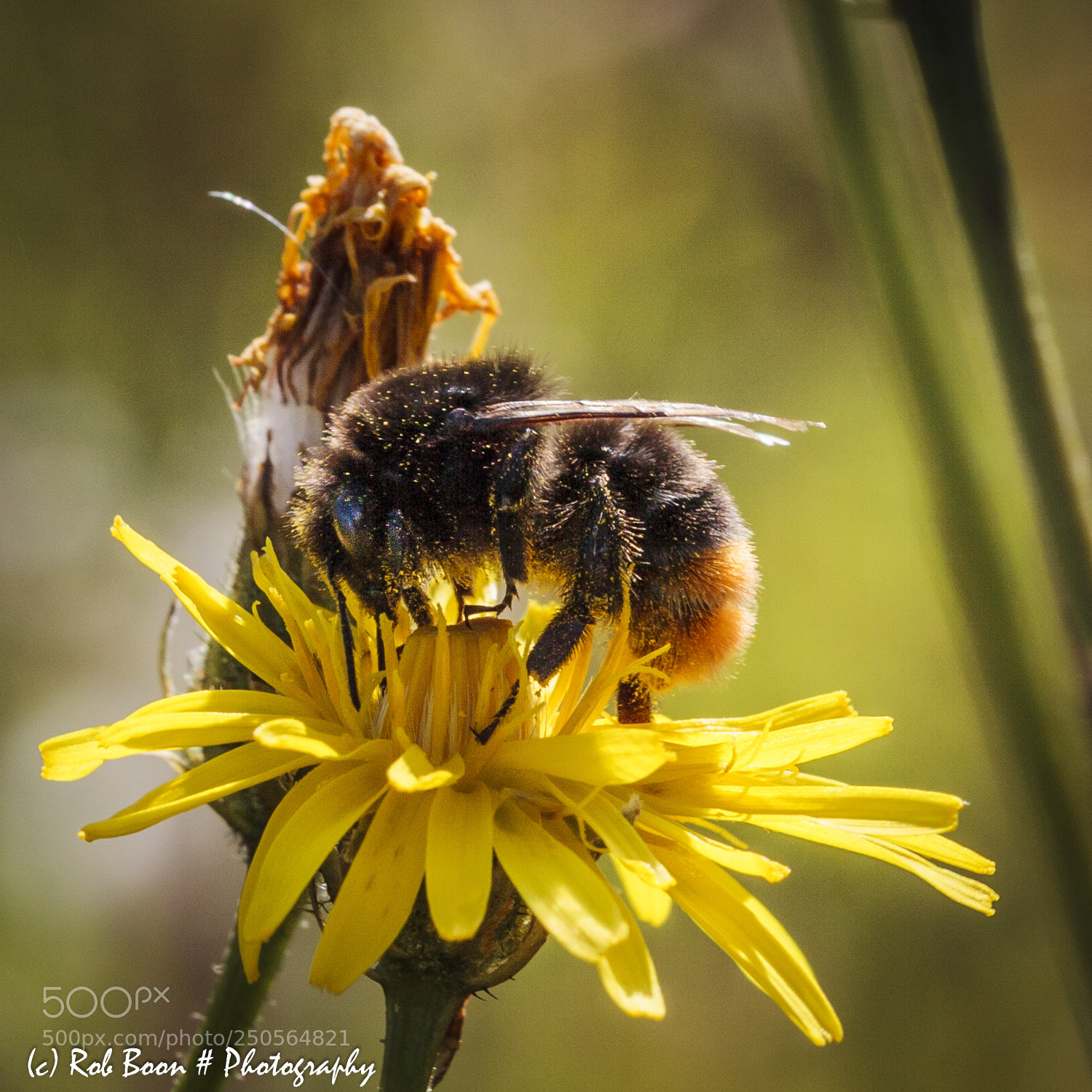 Canon EOS 5D Mark II sample photo. Bee 5 photography