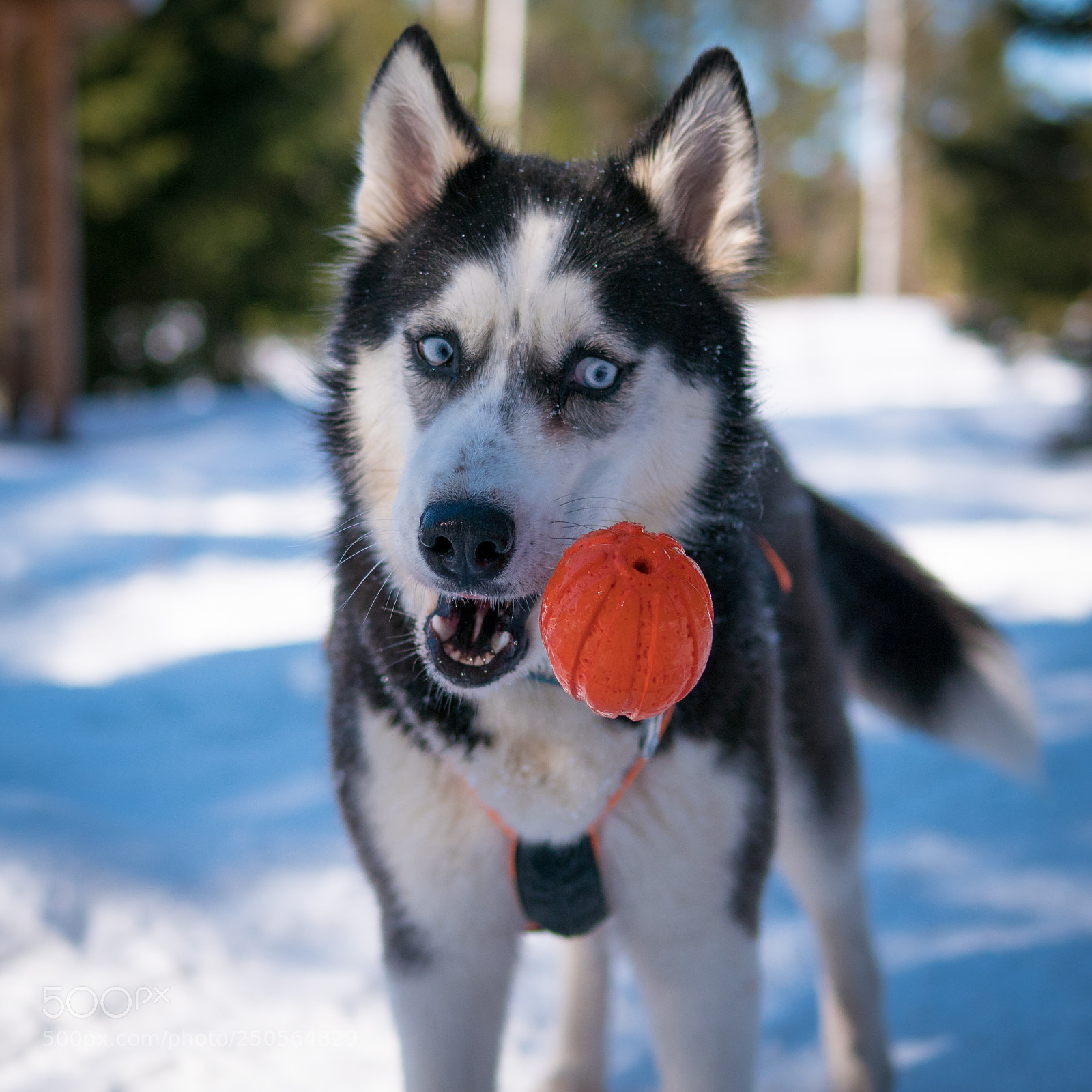 Panasonic Lumix DMC-GX85 (Lumix DMC-GX80 / Lumix DMC-GX7 Mark II) sample photo. Orange ball photography
