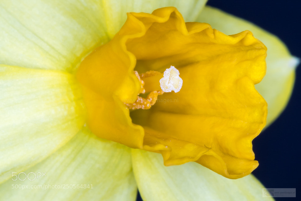 Canon EOS 7D Mark II sample photo. Yellow fruit photography