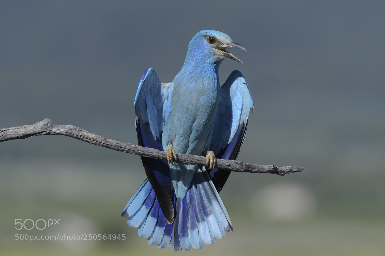 Nikon D500 sample photo. Carraca (coracias garrulus) photography