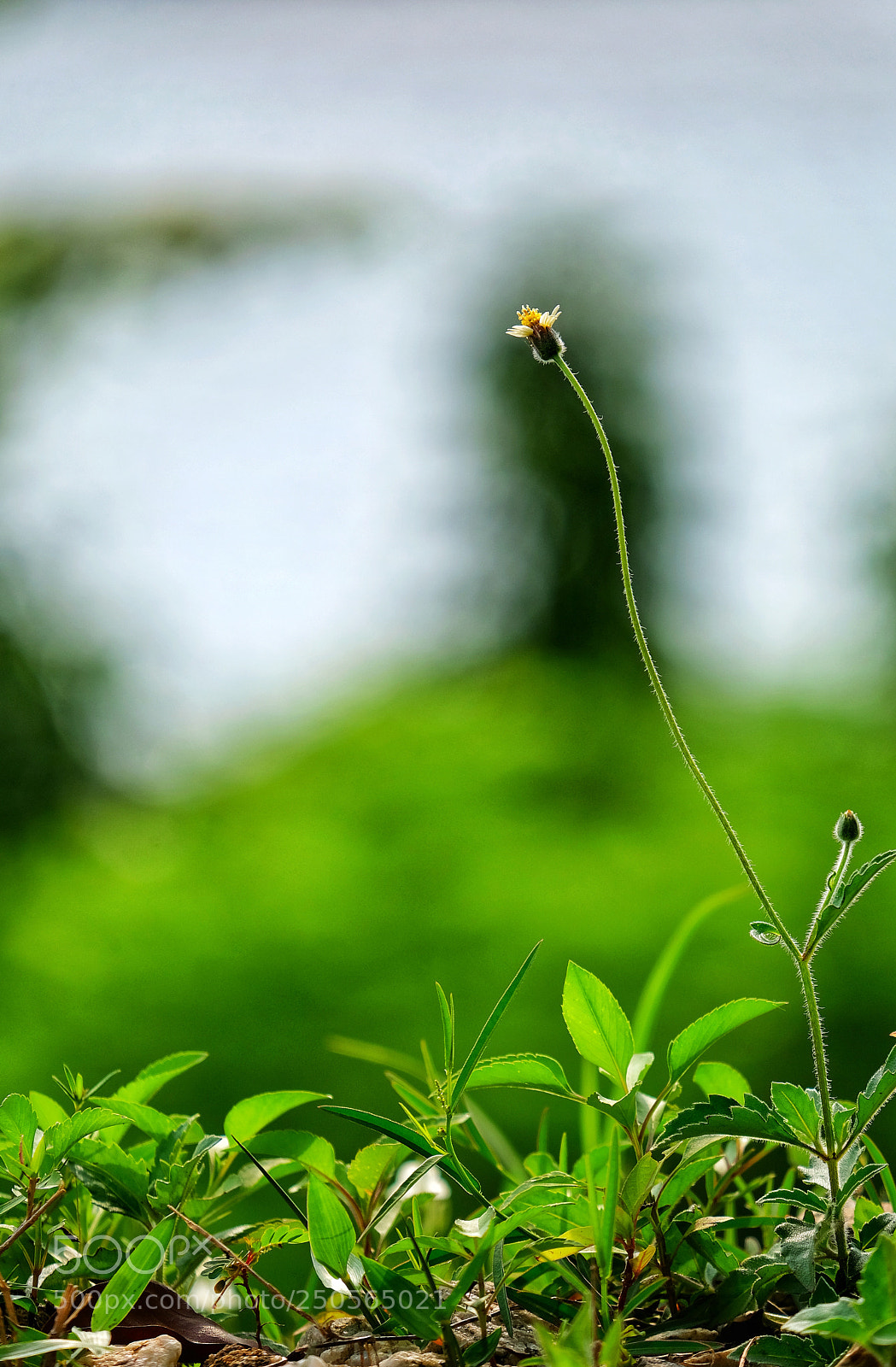 Fujifilm X-T20 sample photo. Alone photography