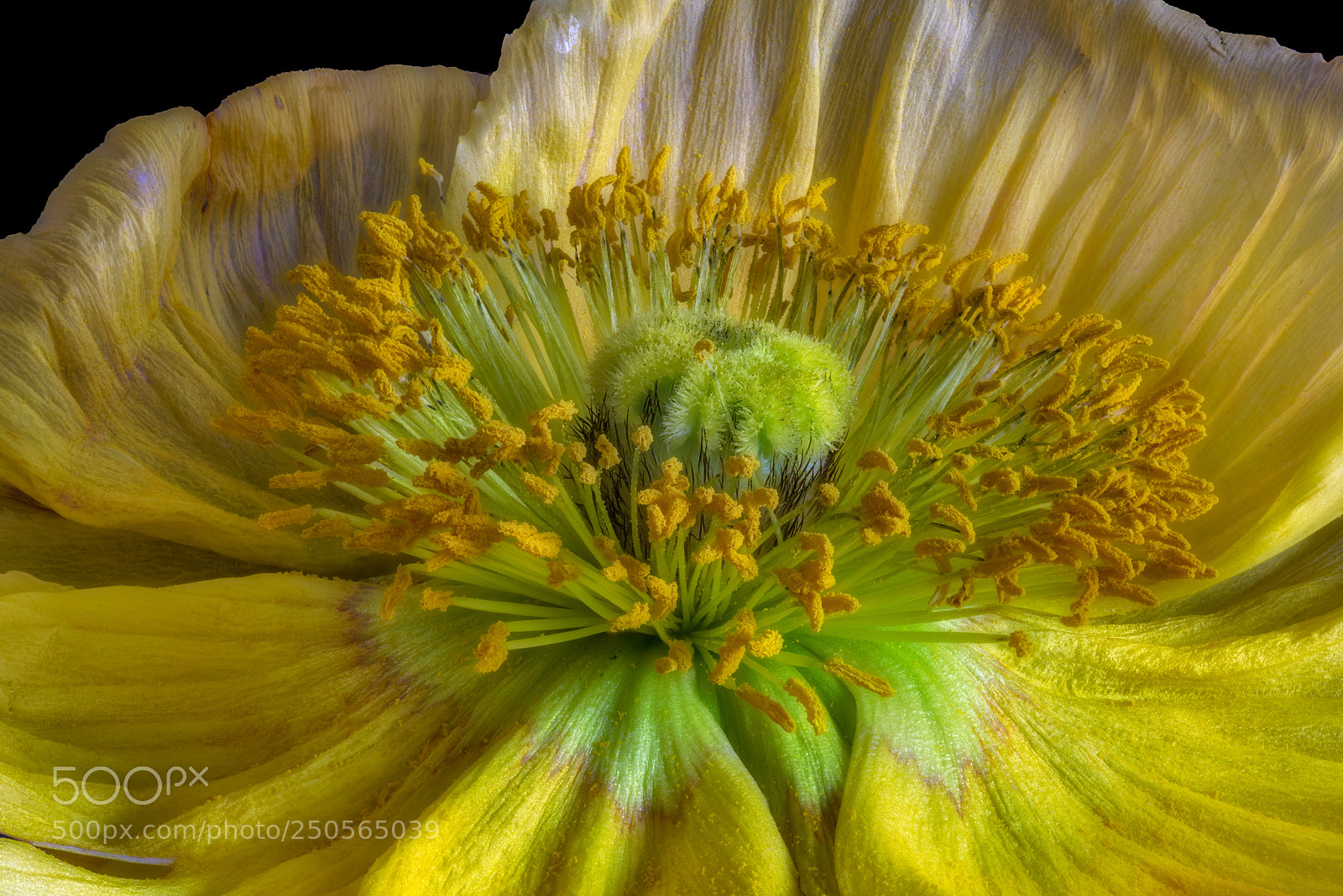 Nikon D810 sample photo. Poppy internals photography