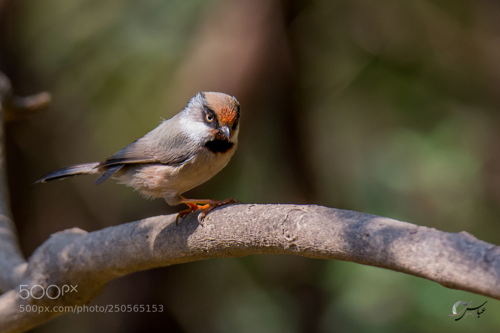 Nikon D7100 sample photo. White cheeked bushtit photography