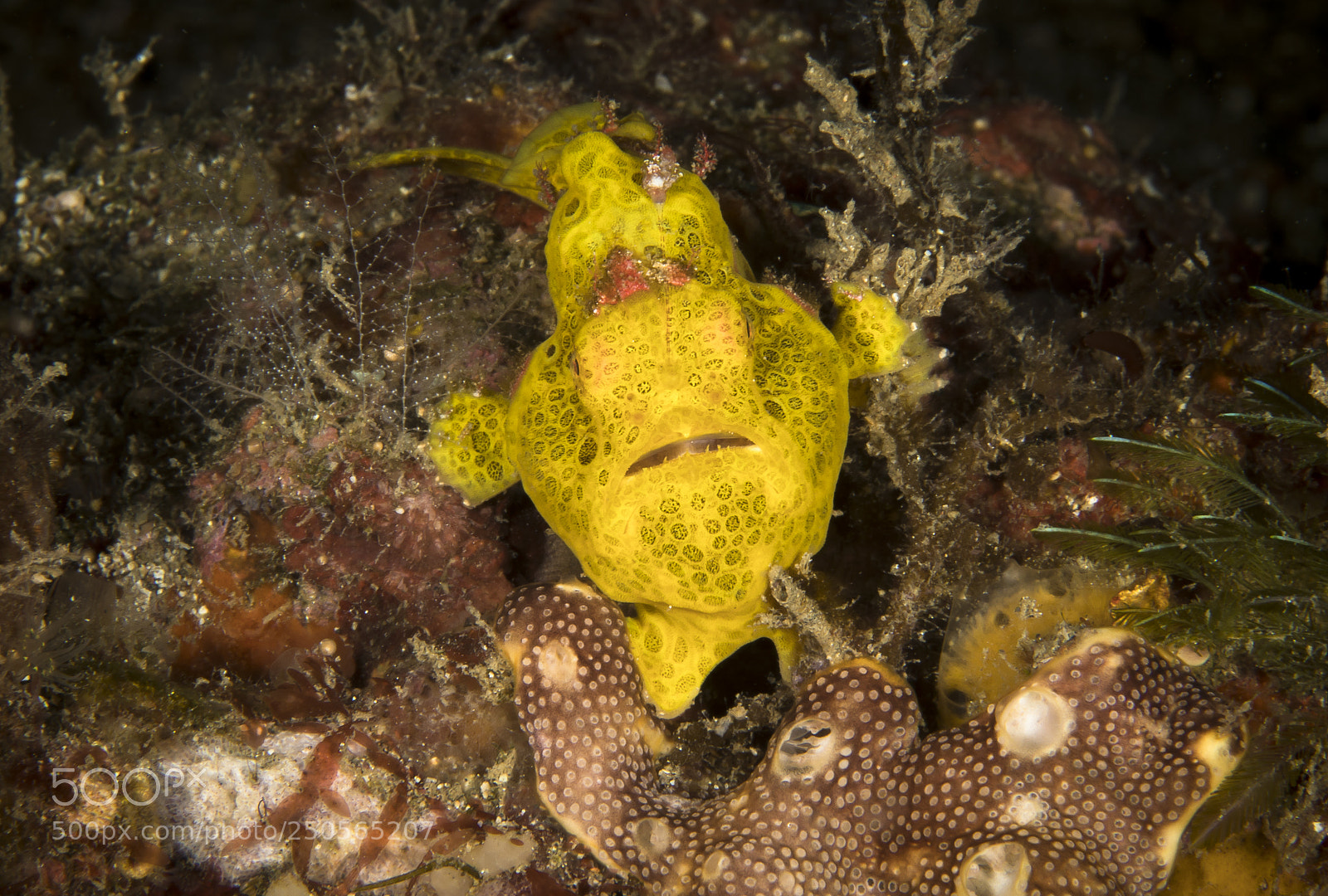 Canon EOS 5D Mark IV sample photo. Painted frogfish photography
