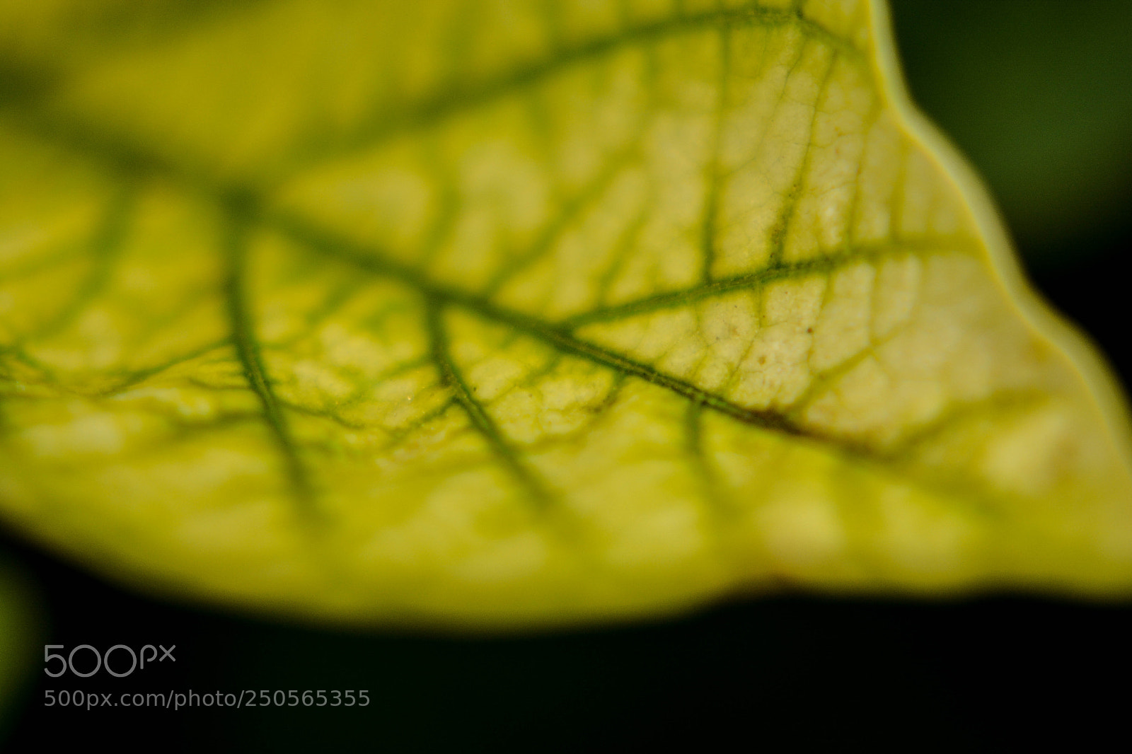 Nikon D7100 sample photo. Lineas photography