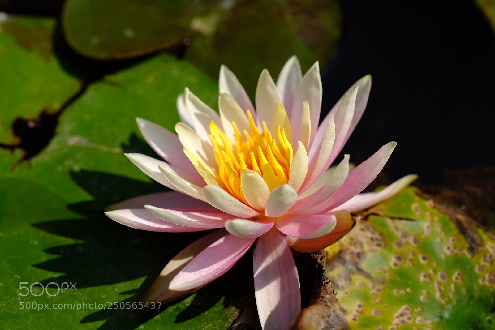 Fujifilm X-T1 sample photo. Lotus photography