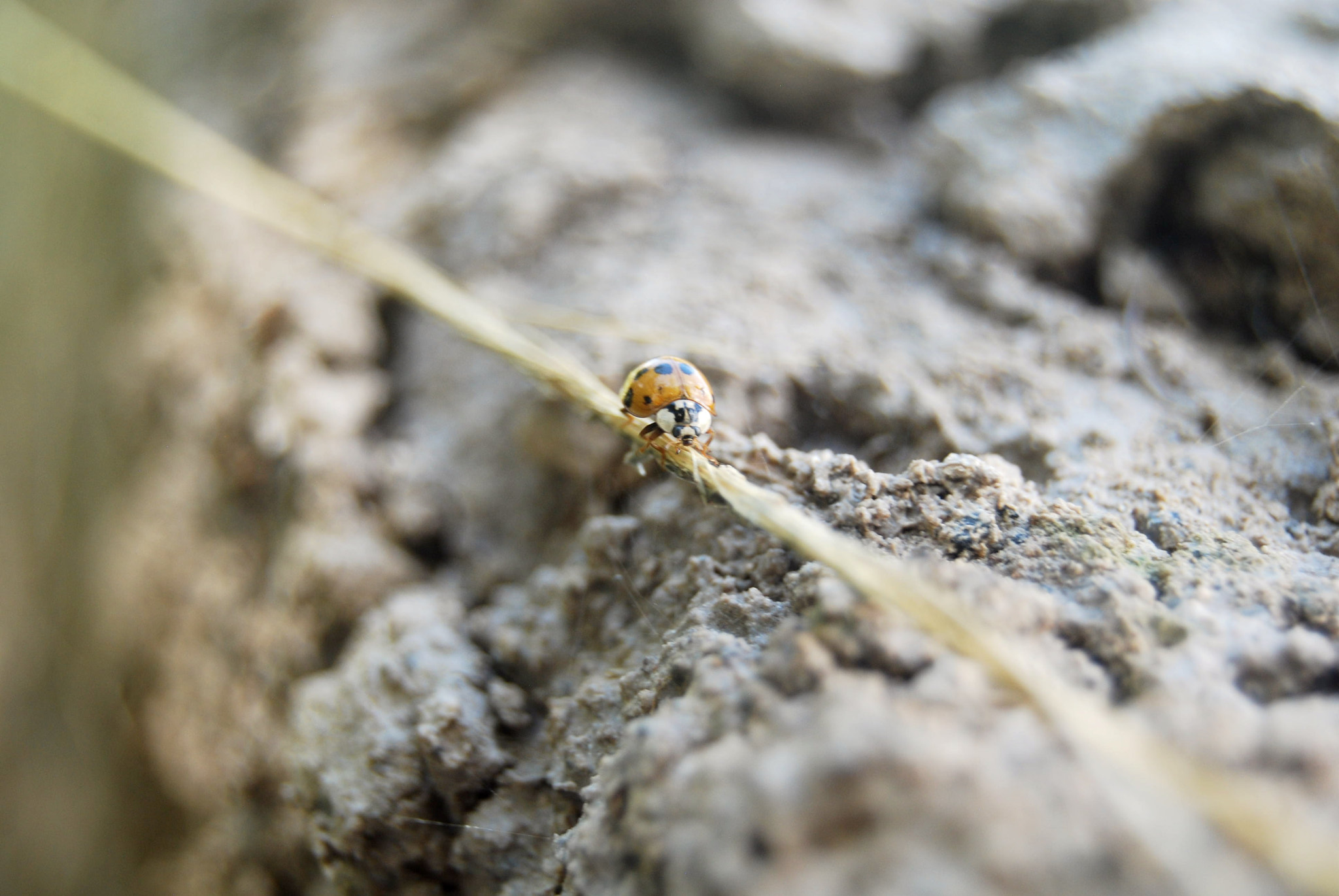Nikon D40X sample photo. Alone in the world photography