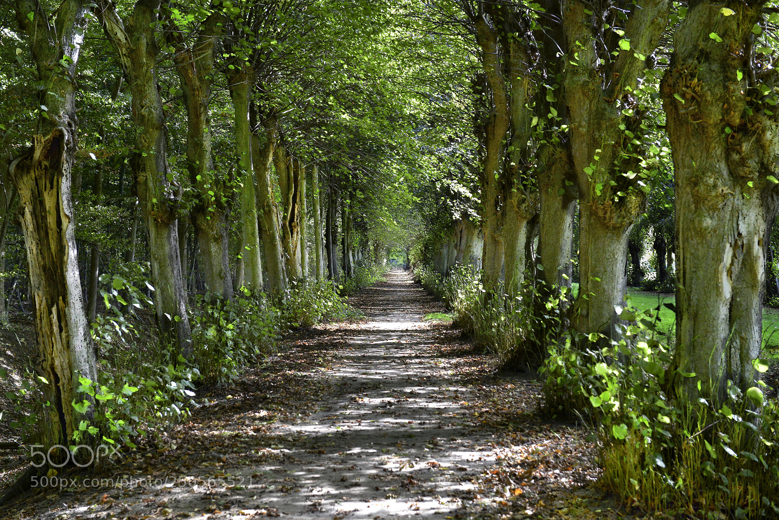 Nikon D800 sample photo. Old tree avenue photography