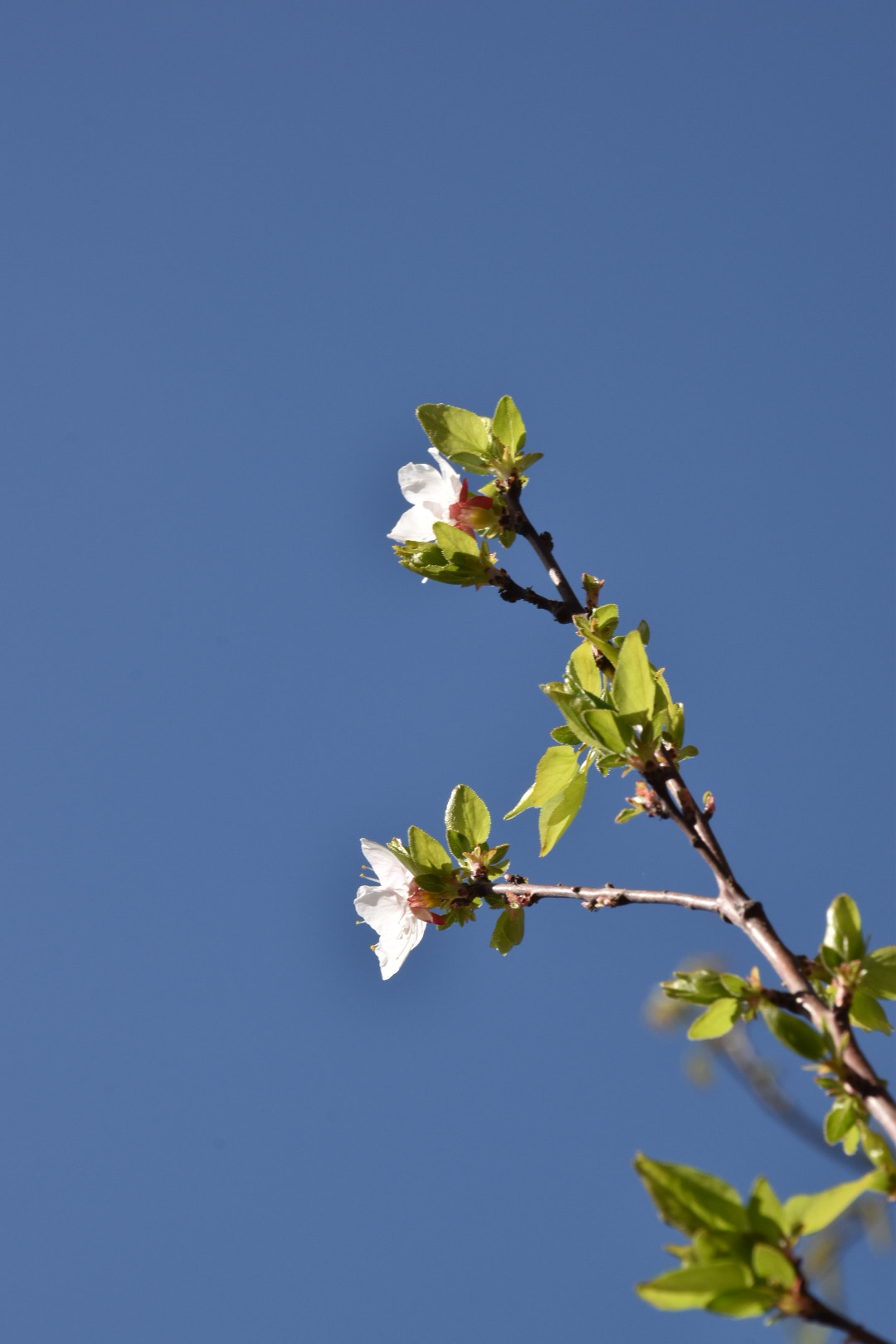 Nikon D5600 sample photo. New spring branch photography