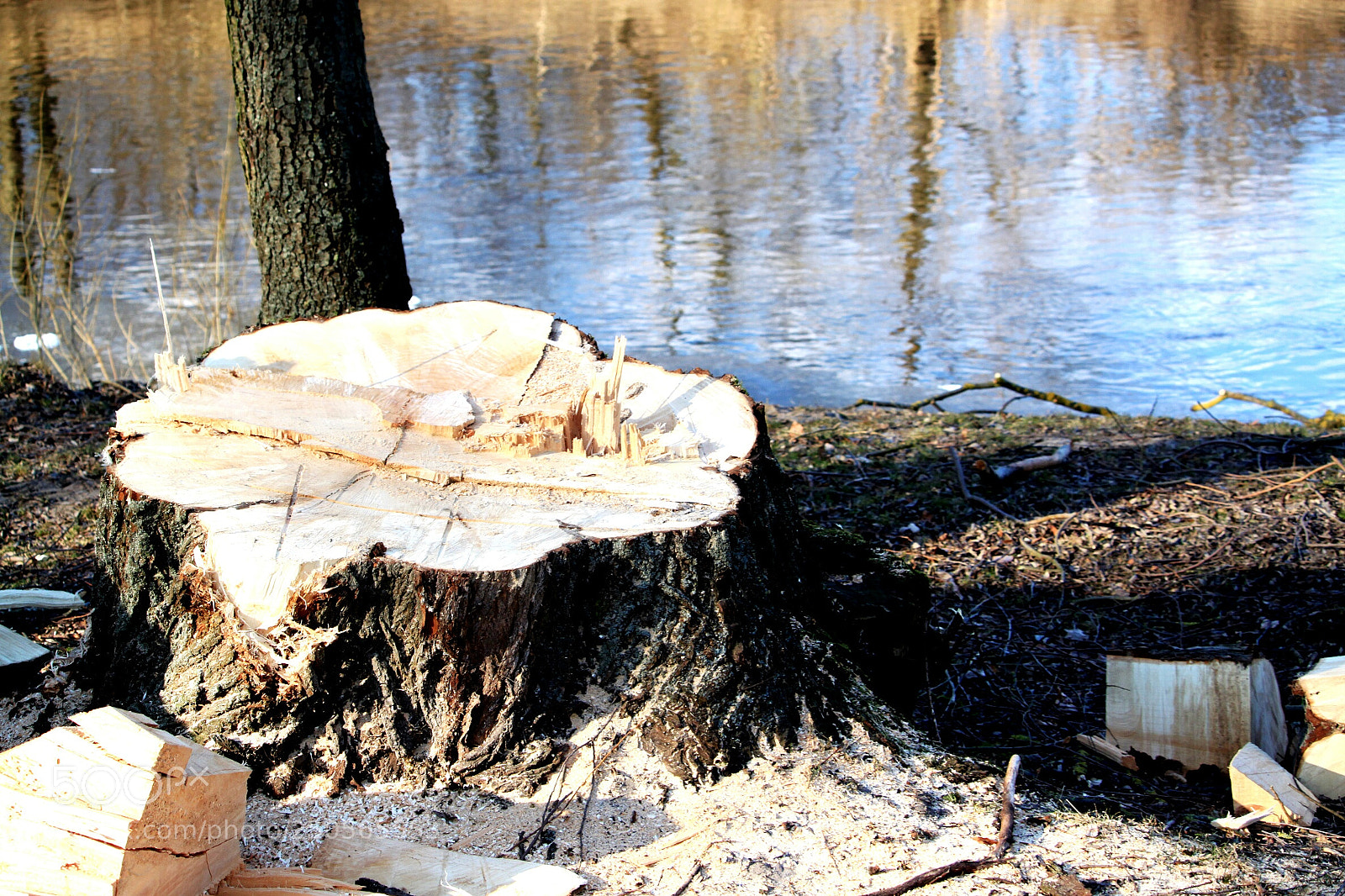 Canon EOS 500D (EOS Rebel T1i / EOS Kiss X3) sample photo. Stump photography