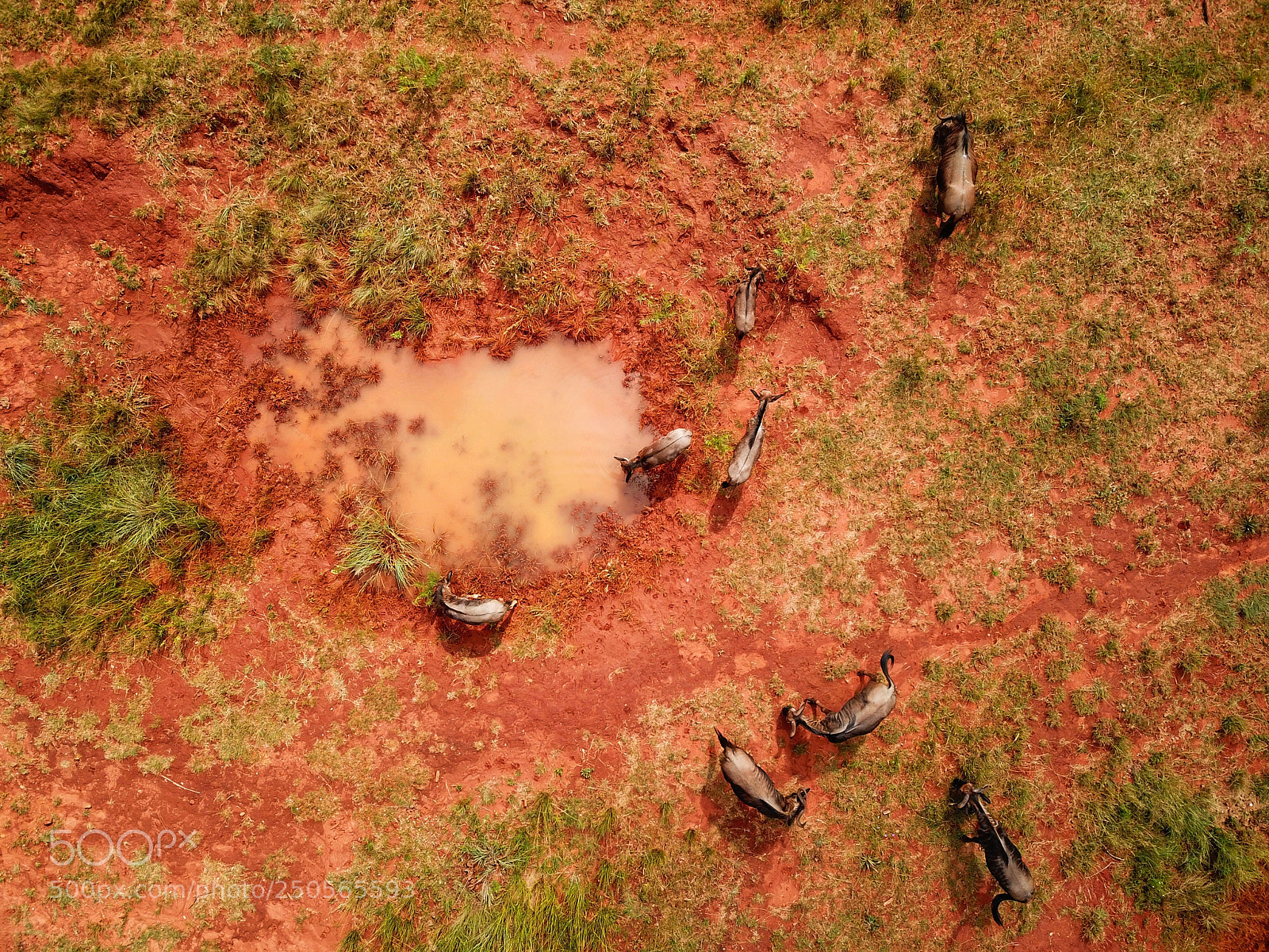 DJI FC220 sample photo. Untitled photography