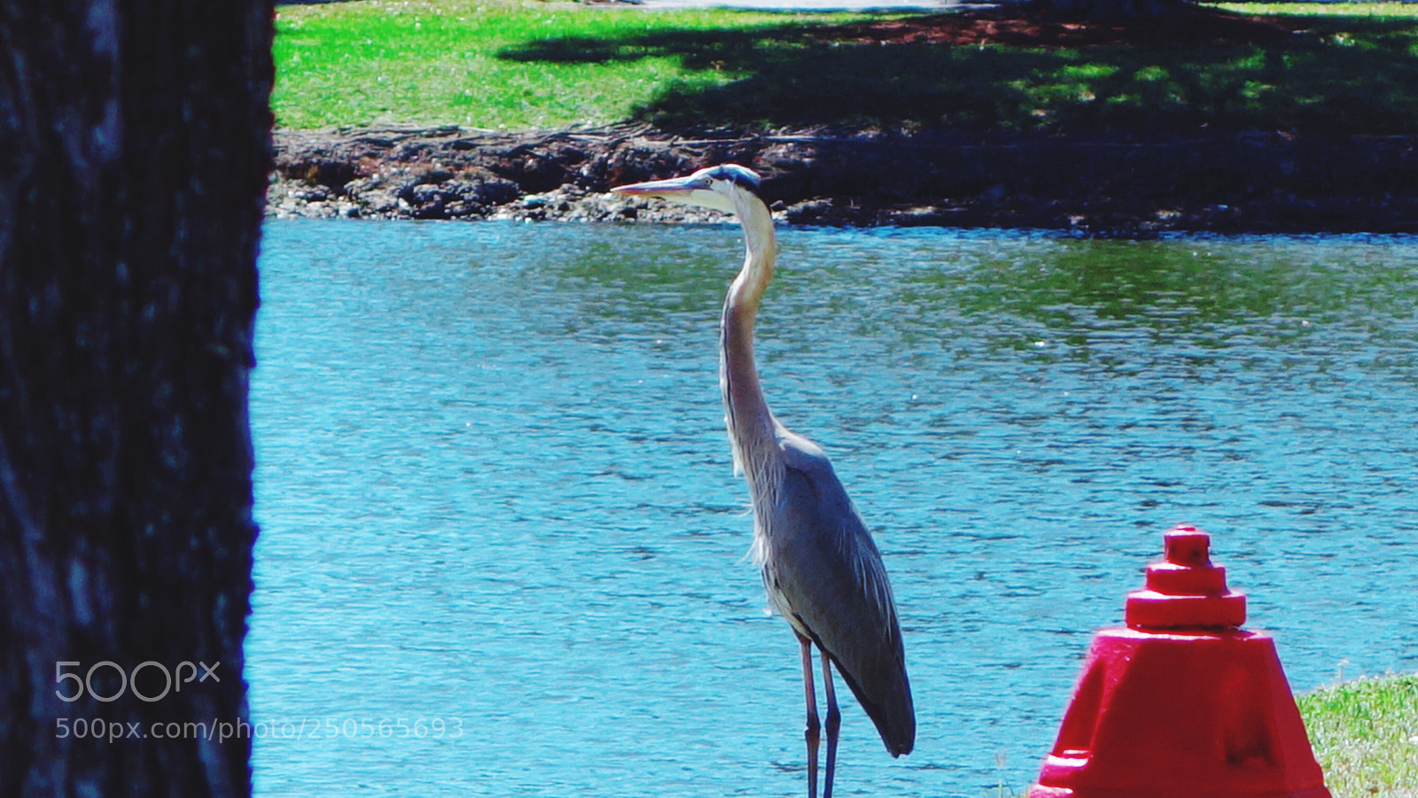 Sony Cyber-shot DSC-RX100 II sample photo. Black headed blue heron  photography