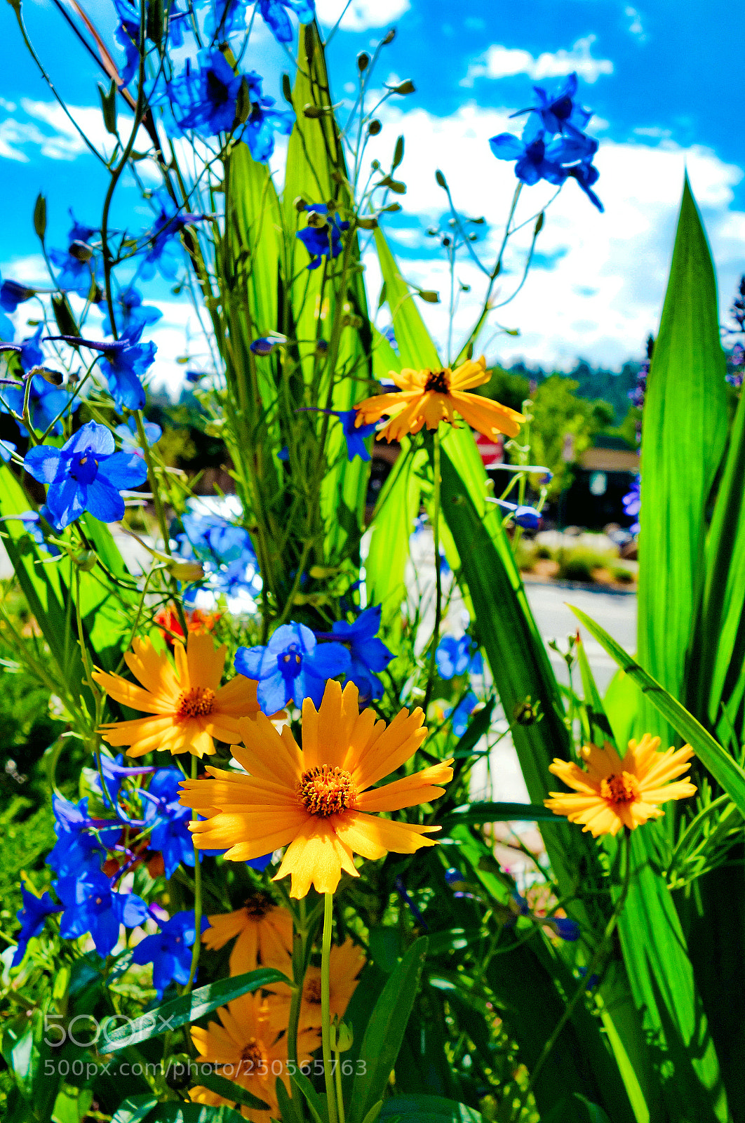 Sony Cyber-shot DSC-RX100 sample photo. Correopsis study 2 photography