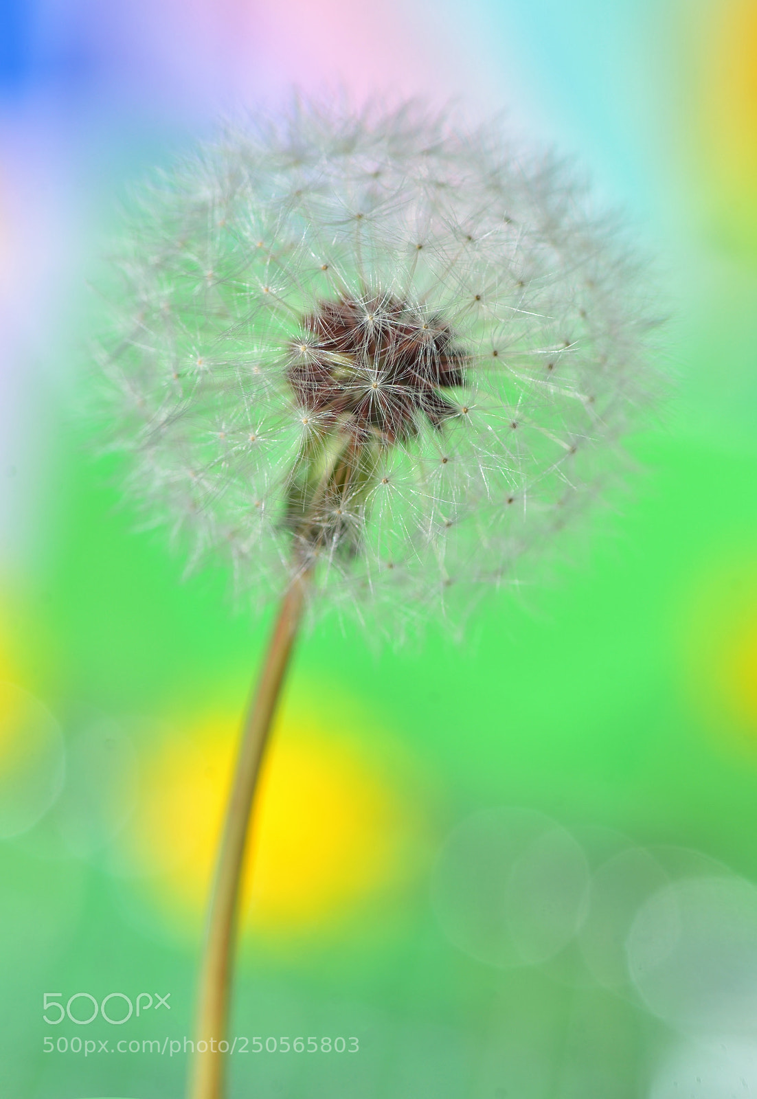 Nikon D610 sample photo. Dandelion on colorful background photography