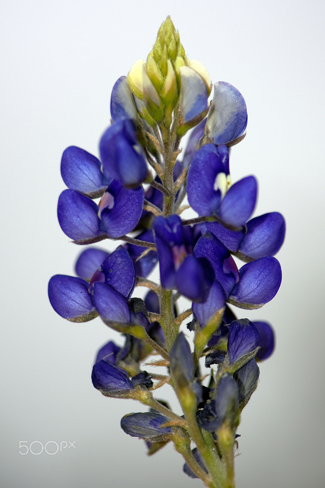 Nikon AF-S Micro-Nikkor 105mm F2.8G IF-ED VR sample photo. Portrait of the blue bonnet photography