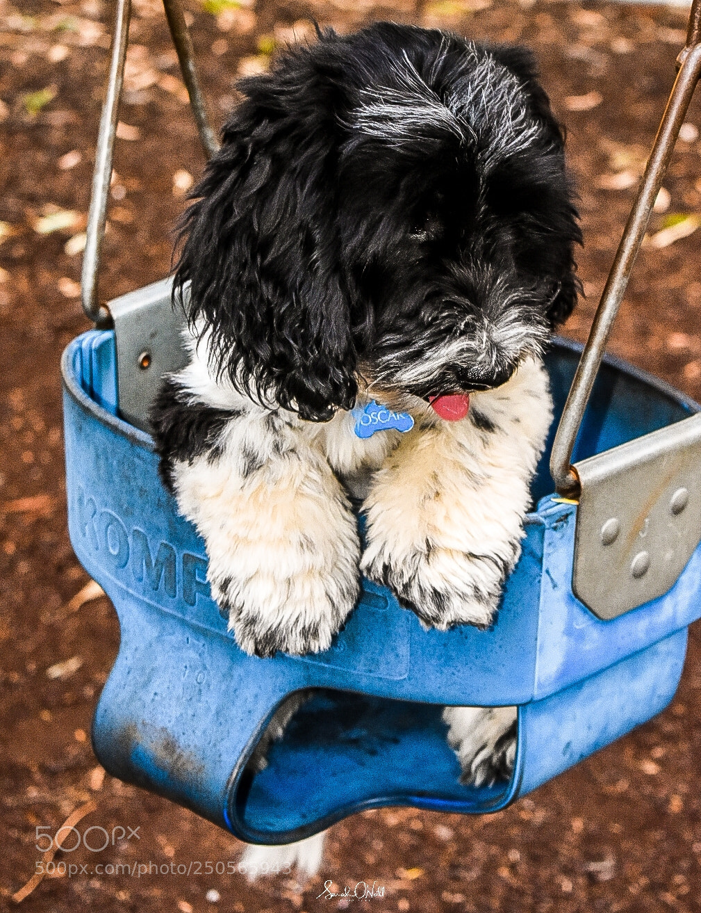 Nikon D3400 sample photo. Puppy swing photography