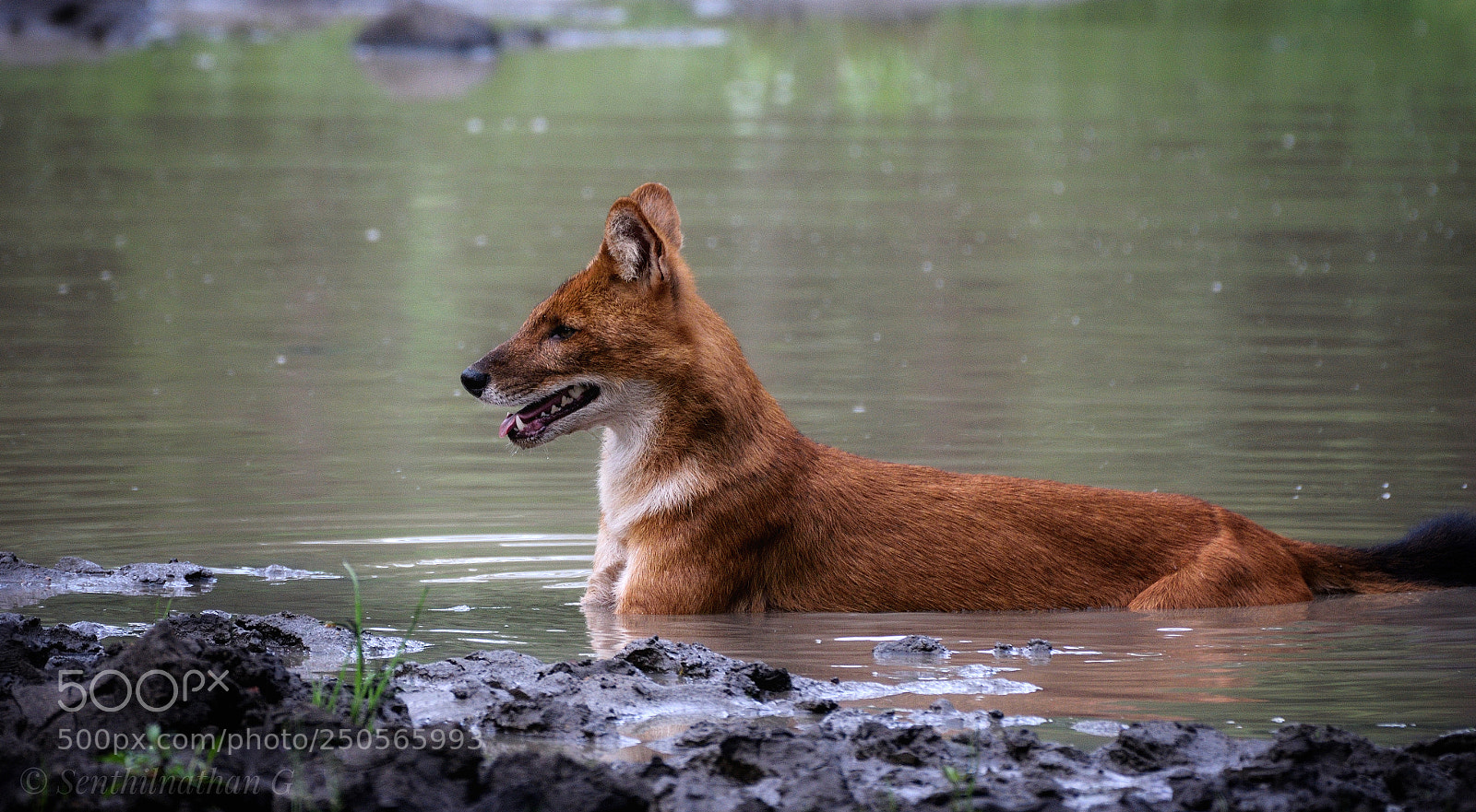 Nikon D5300 sample photo. Dhole - wild dog photography