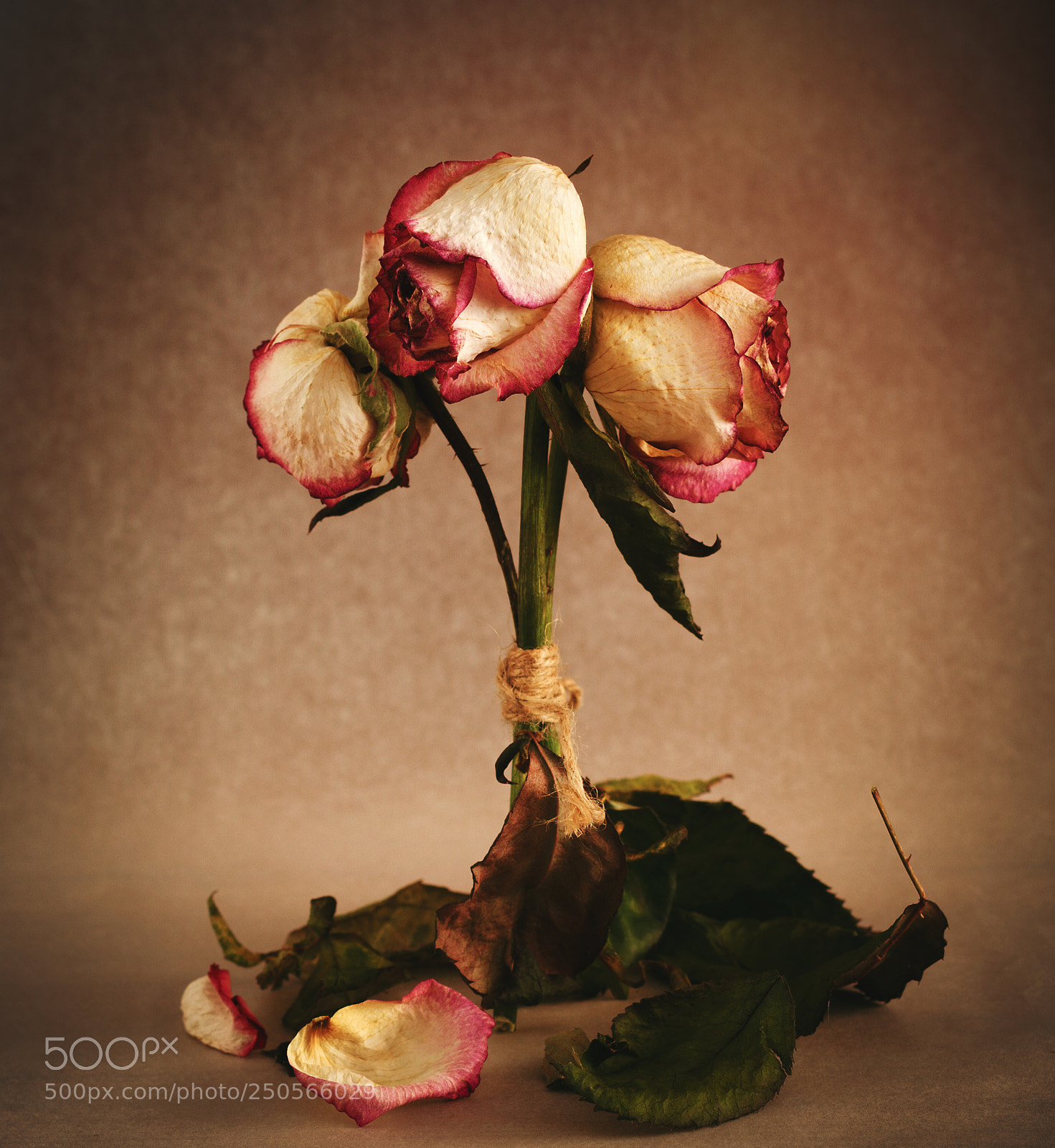 Canon EOS 7D sample photo. Withering rose photography