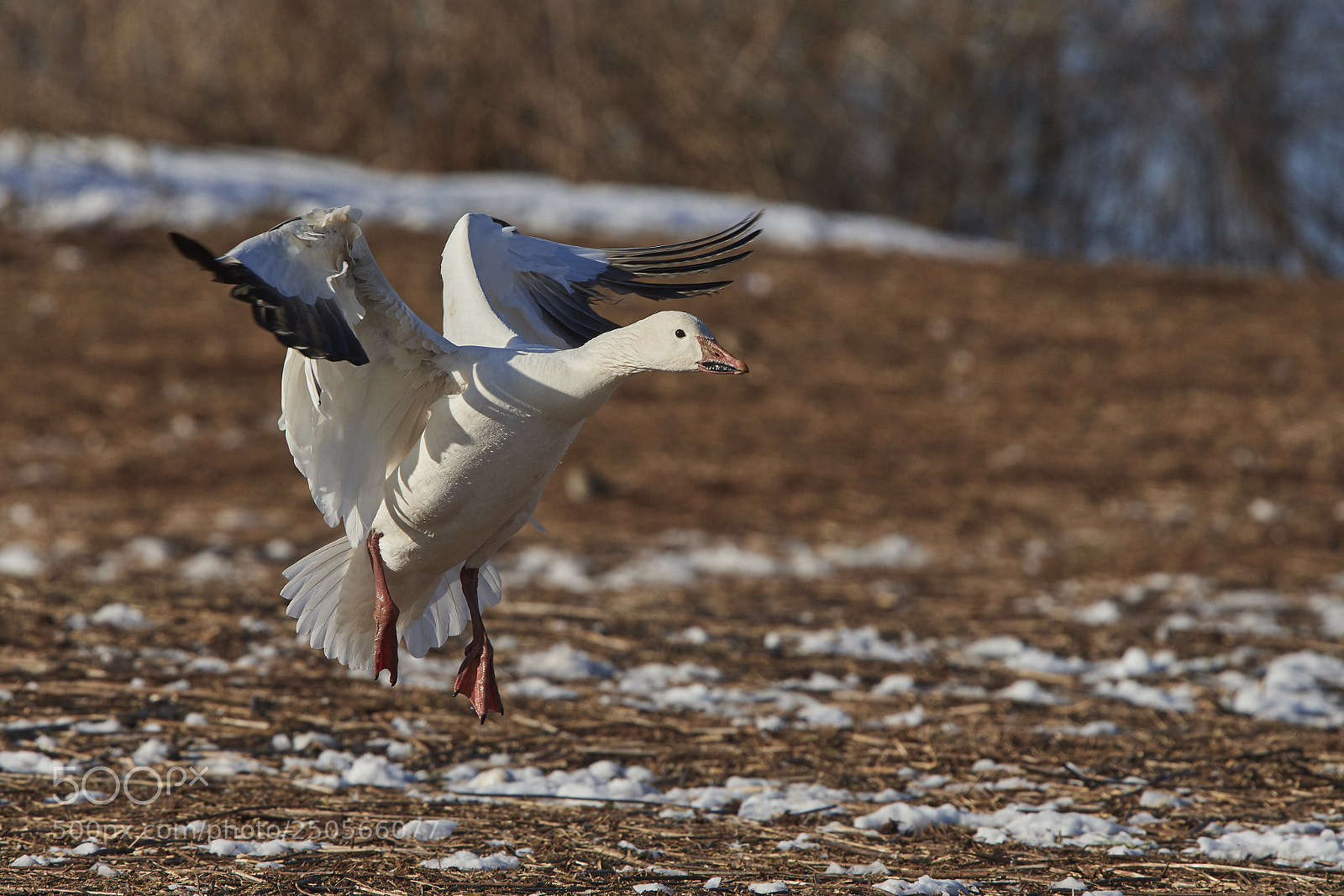 Nikon D500 sample photo. Snow goose photography