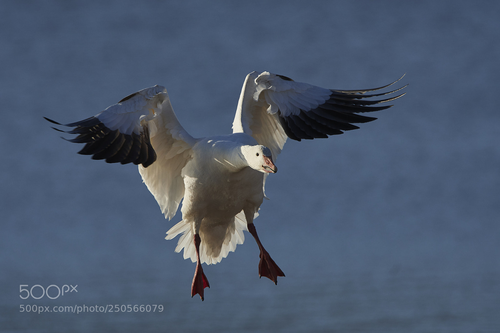 Nikon D500 sample photo. Snow goose photography
