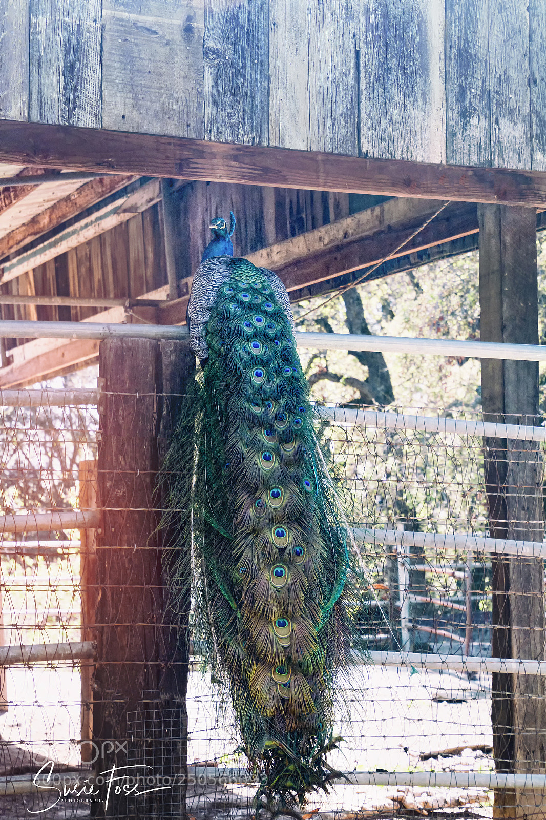 Canon EOS 70D sample photo. Royalty in all its photography