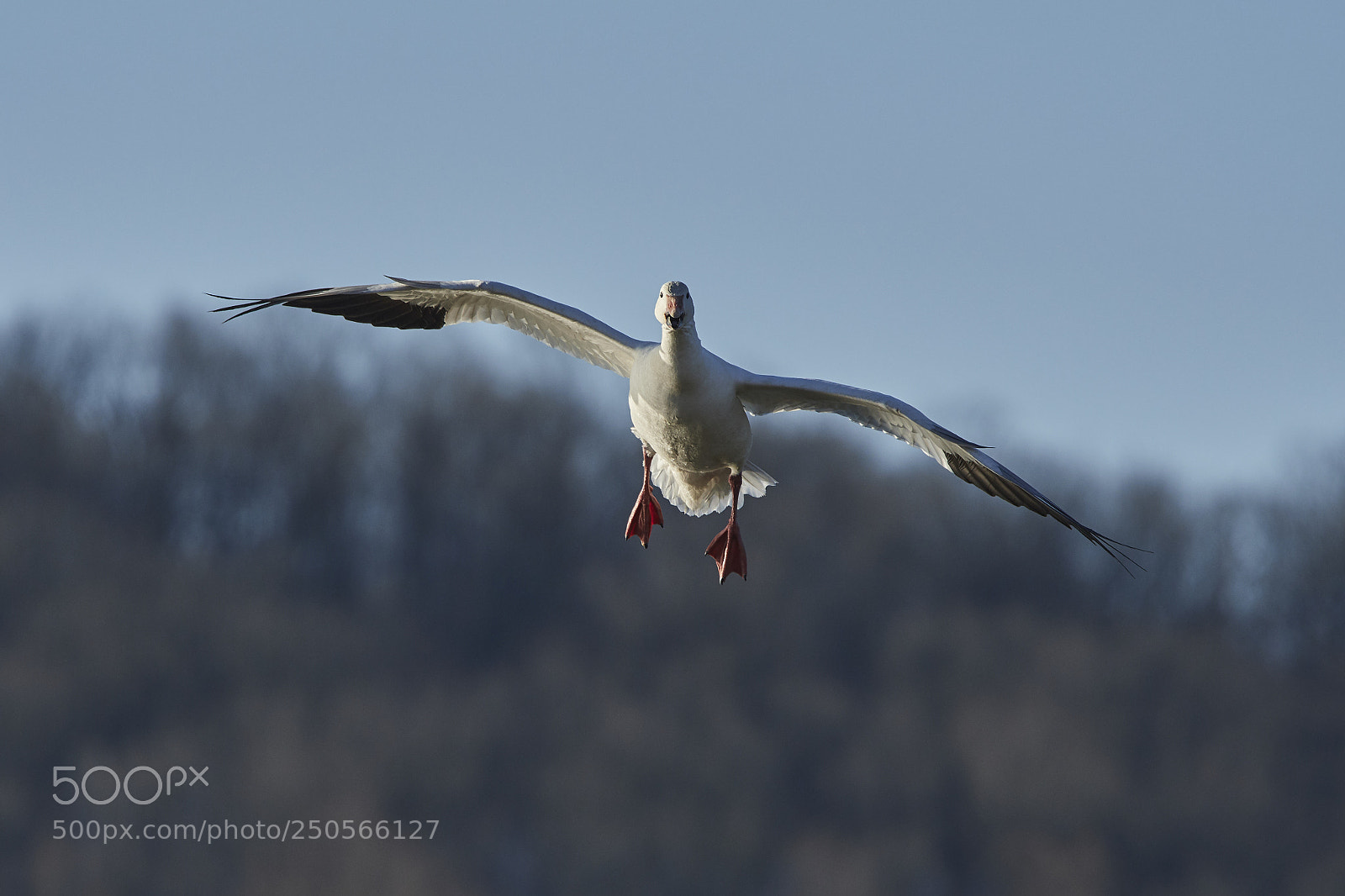 Nikon D500 sample photo. Snow goose photography