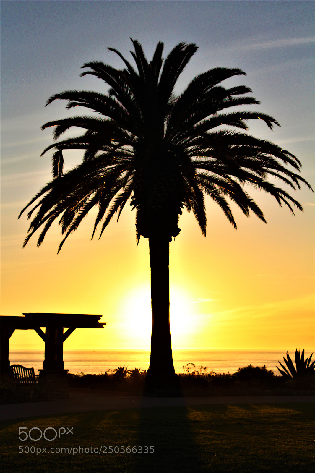 Canon EOS 1300D (EOS Rebel T6 / EOS Kiss X80) sample photo. Palm tree sunset photography