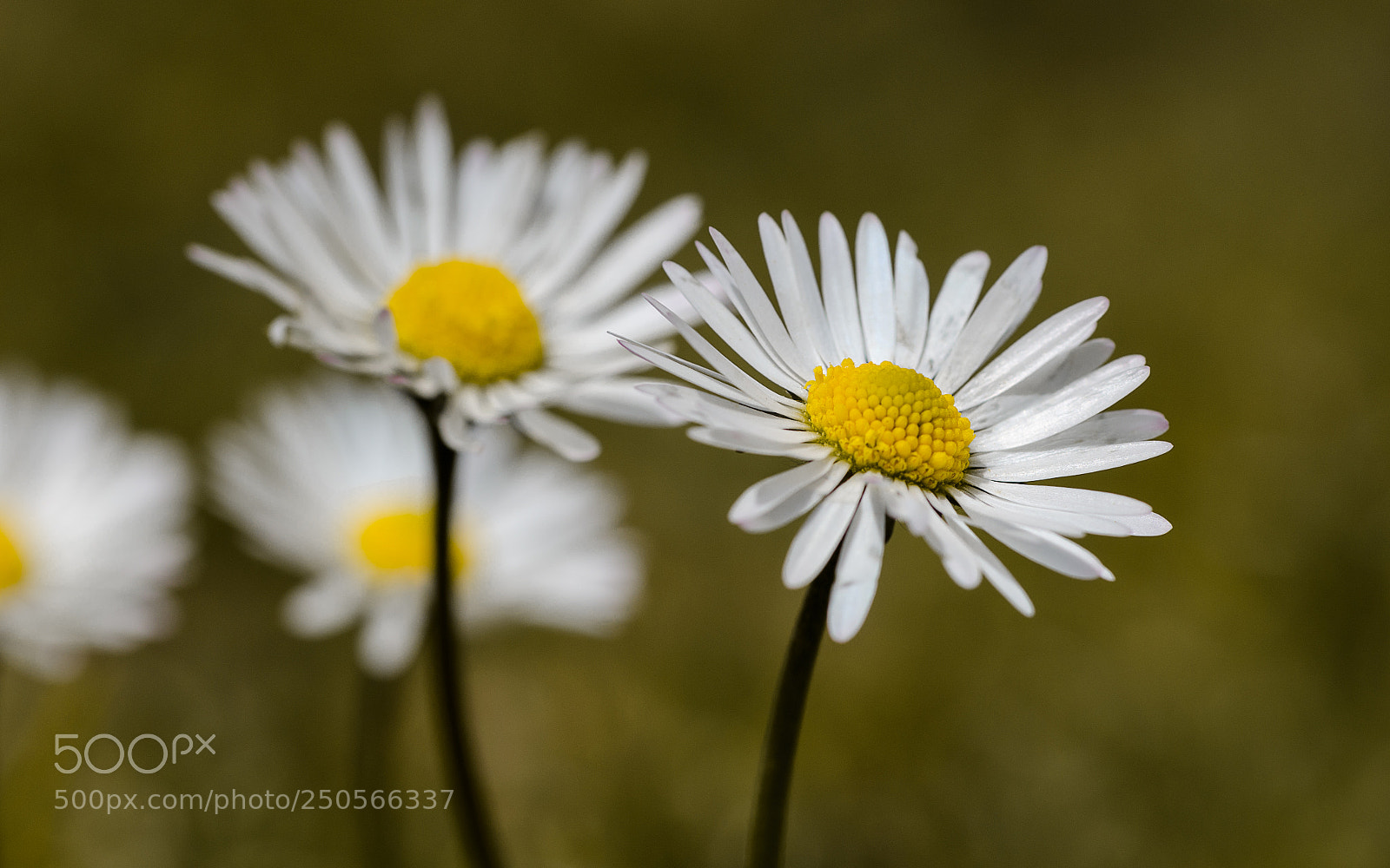 Nikon D7000 sample photo. Macro photography