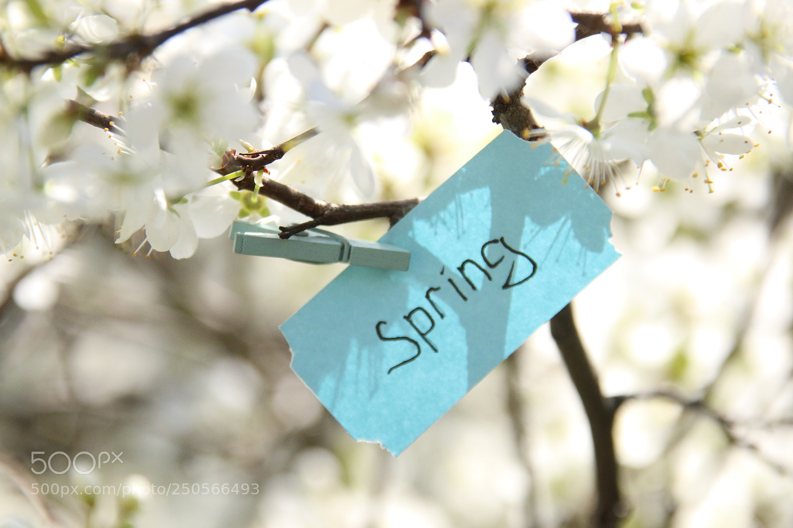 Canon EOS 70D sample photo. Spring tag and white photography