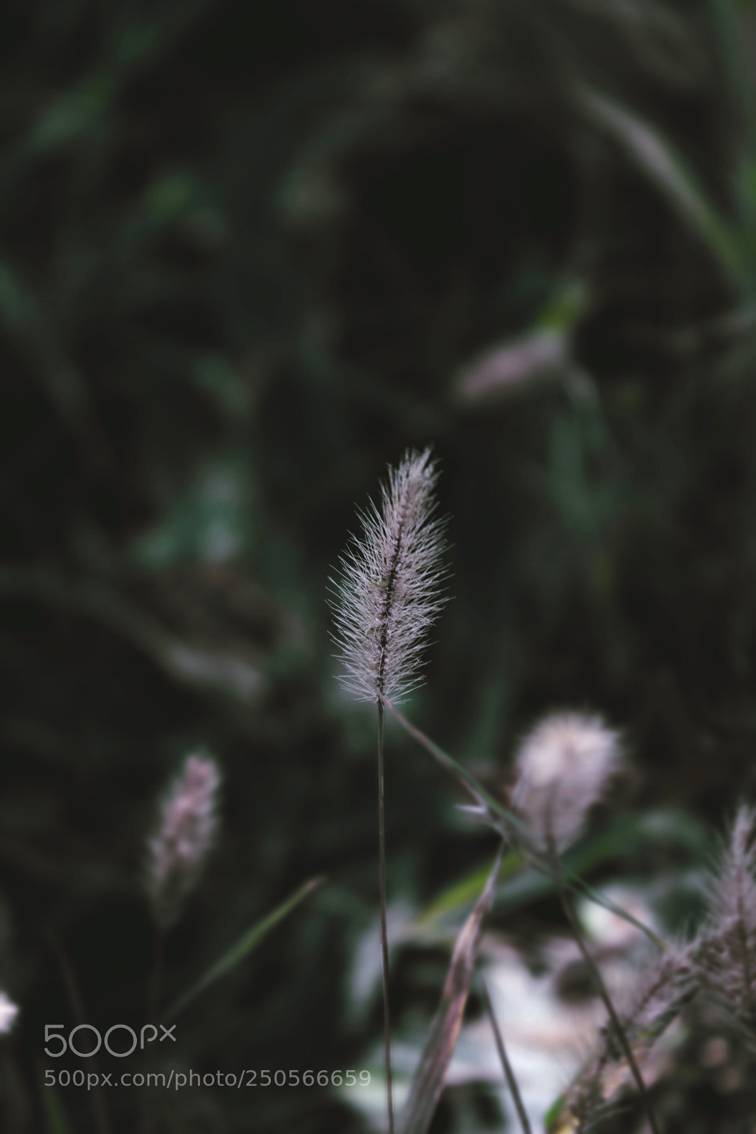 Canon EOS 600D (Rebel EOS T3i / EOS Kiss X5) sample photo. Little grass fluff photography