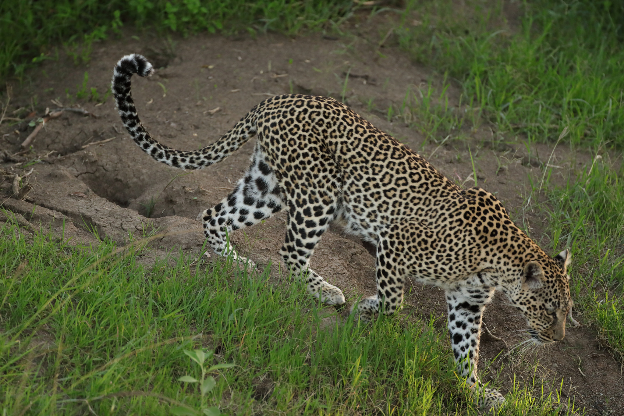 Canon EF 500mm F4L IS USM sample photo. Leopard photography