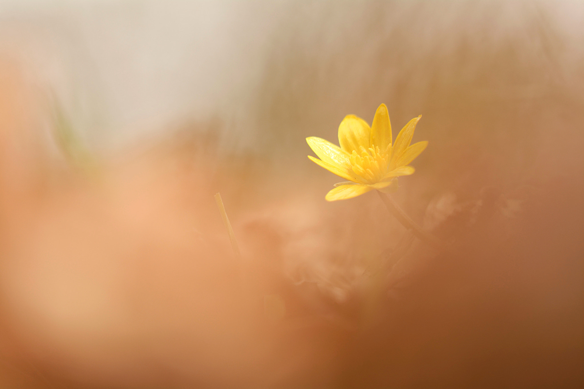 Sigma 105mm F2.8 EX DG OS HSM sample photo. Le retour du printemps photography