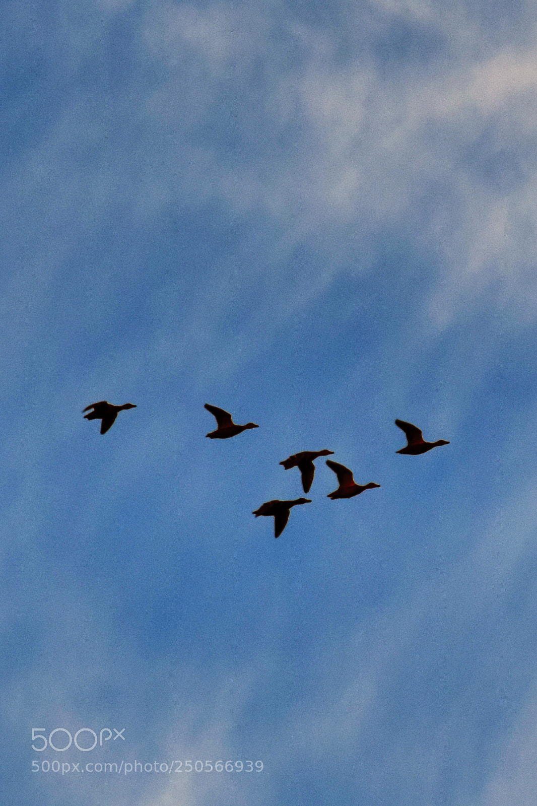 Nikon D3300 sample photo. Canada geese photography