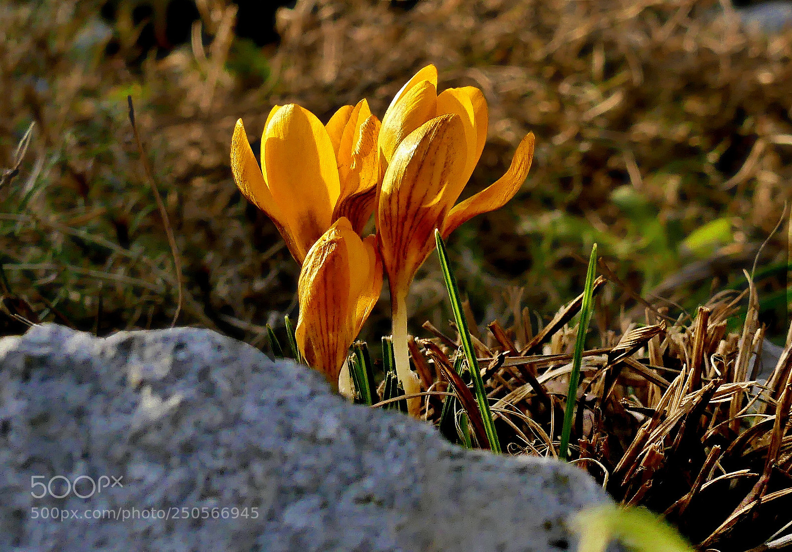 Panasonic Lumix DMC-FZ300 sample photo. Spring in the garden! photography